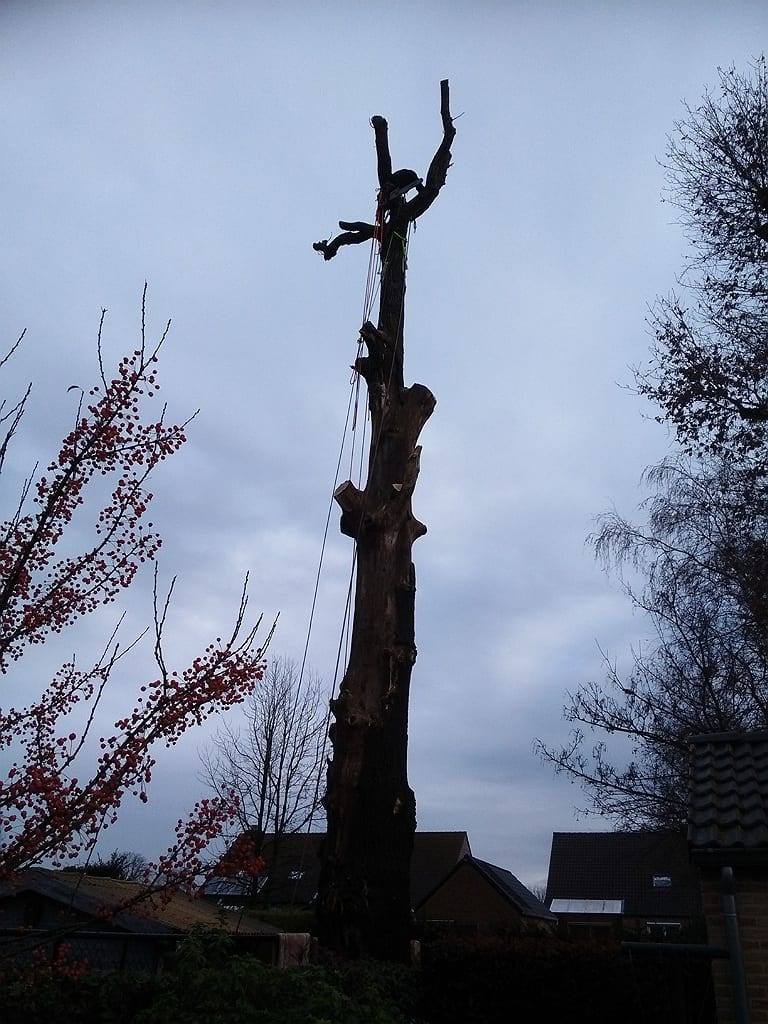 De ontmanteling van een dode eik die is gestorven na het toppen van de boom